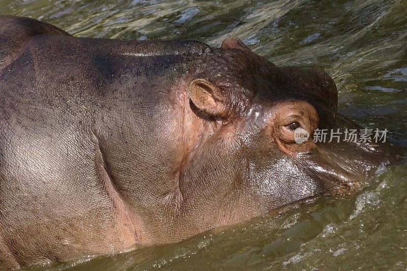 非洲野生河马在肯尼亚野生动物园的水中降温，河马的眼睛、耳朵和皮肤的特写照片，危险的动物/河马在奈瓦沙湖晒太阳和沐浴在泥泞的水中，肯尼亚，非洲，眼睛和耳朵伸出来